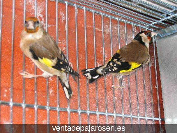 Clases de pajaros en Valdemierque?