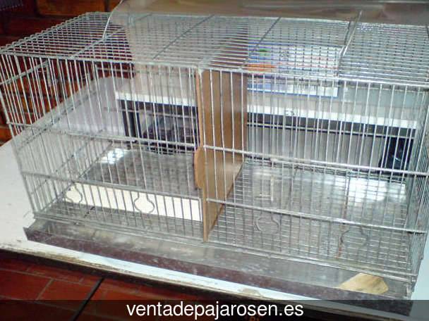 Clases de pajaros en Ribadesella?