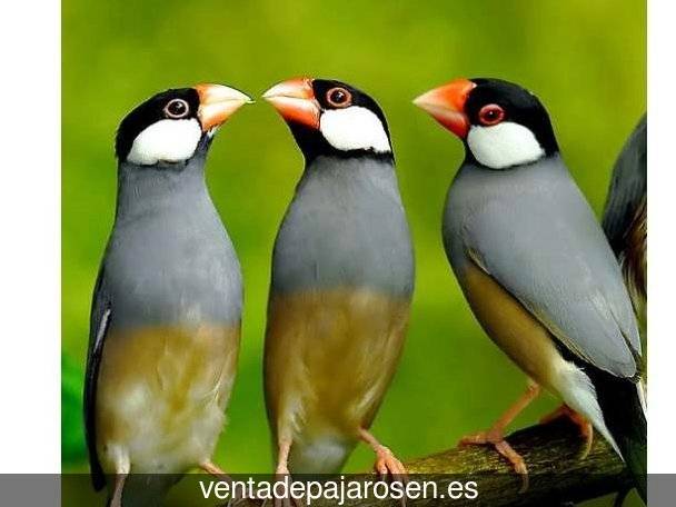 Tipos de pajaros en Añover de Tormes?