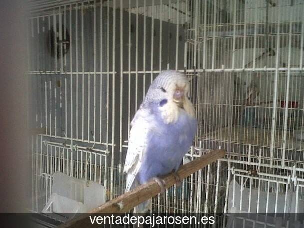 Clases de pajaros en Fonfría?