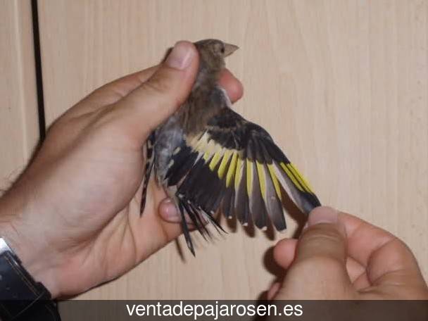 Tipos de pajaros en Barceo?