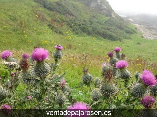 Tipos de pajaros en Pontedeva?