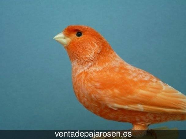 Clases de pajaros en Osso de Cinca?