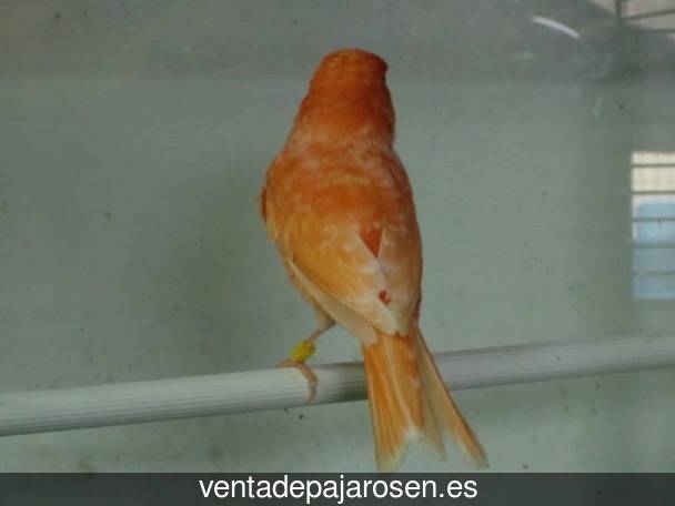 Tipos de pajaros en Sástago?