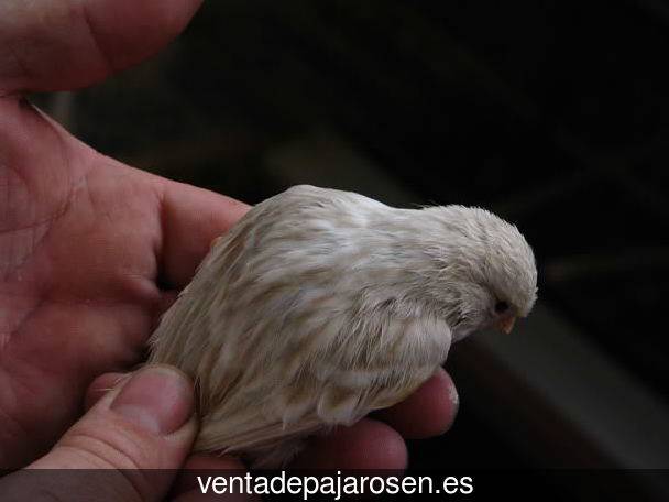 Tipos de pajaros en Sorlada?