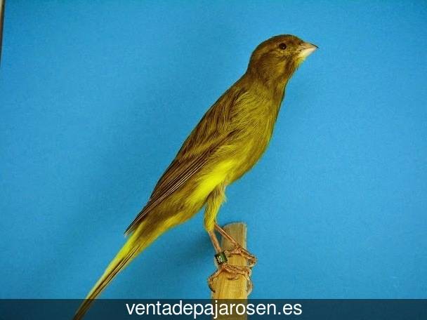 Tipos de pajaros en Cierva?