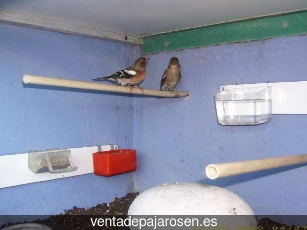 Tipos de pajaros en Neila de San Miguel?