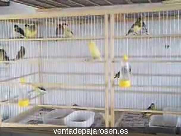 Clases de pajaros en Galbarros?