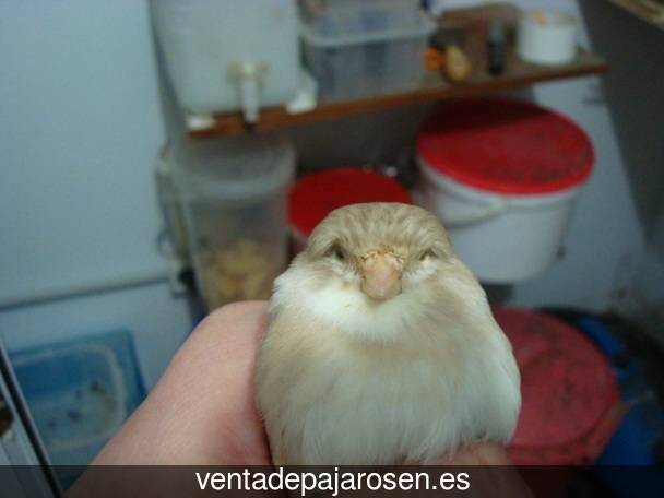 Tipos de pajaros en Masies de Roda?