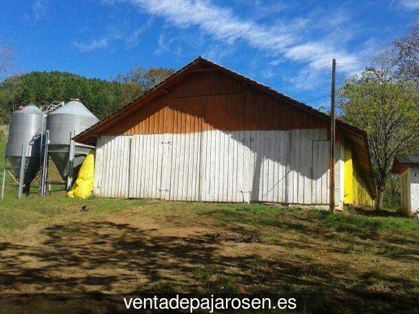 Tipos de pajaros en Cañete la Real?