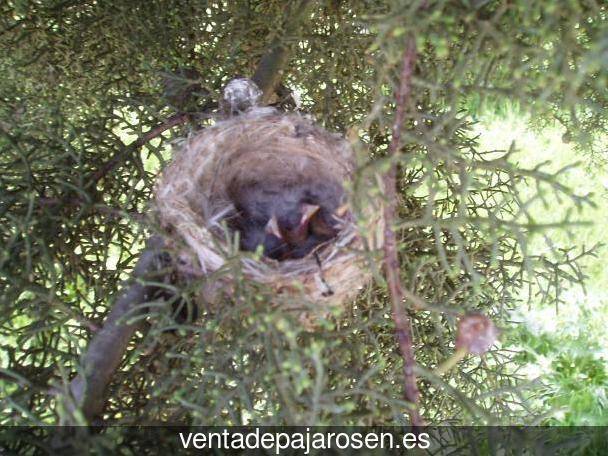 Clases de pajaros en Vallirana?