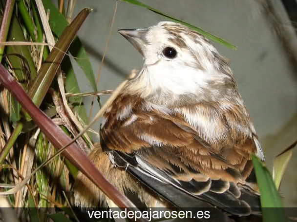 Criar pajaros en Eljas?