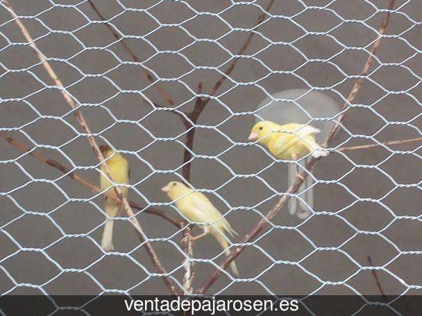 Criar canarios en Vilanova de Arousa?