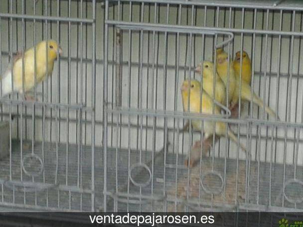 Criar pajaros en Palacios de Riopisuerga?