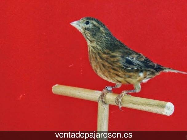 Criar pajaros en Regencós?