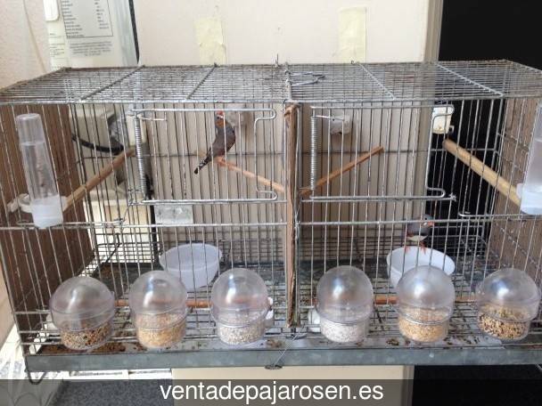 Criar canarios en Paracuellos de la Ribera?