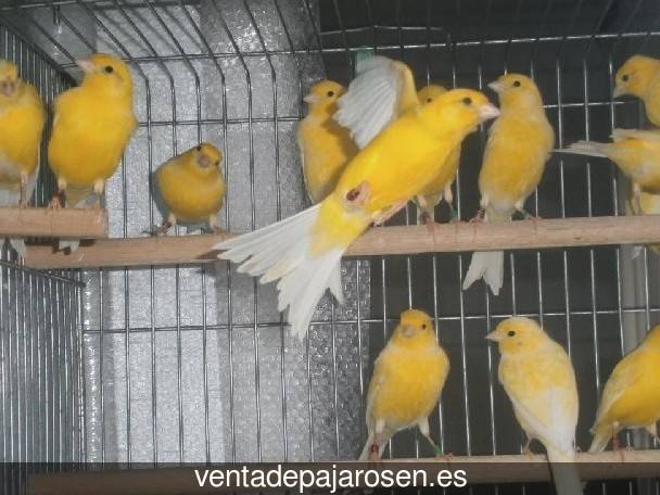 Criar pajaros en Ahigal de los Aceiteros?