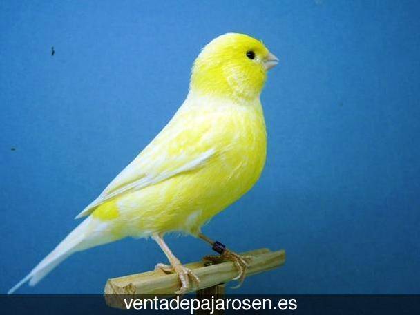 Criar canarios en Valverde de Valdelacasa?
