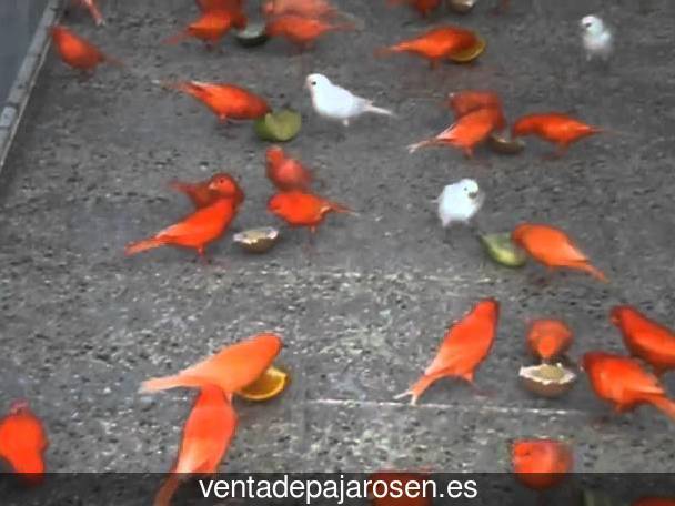 Criar canarios en Puebla de San Medel?