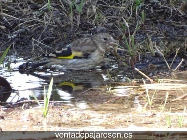 Criar pajaros en Tejeda de Tiétar?