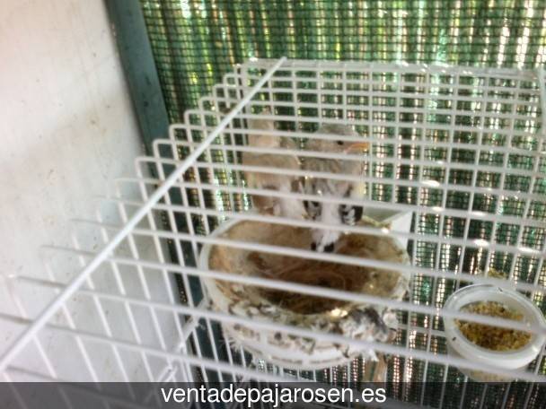 Criar pajaros en Escurial de la Sierra?