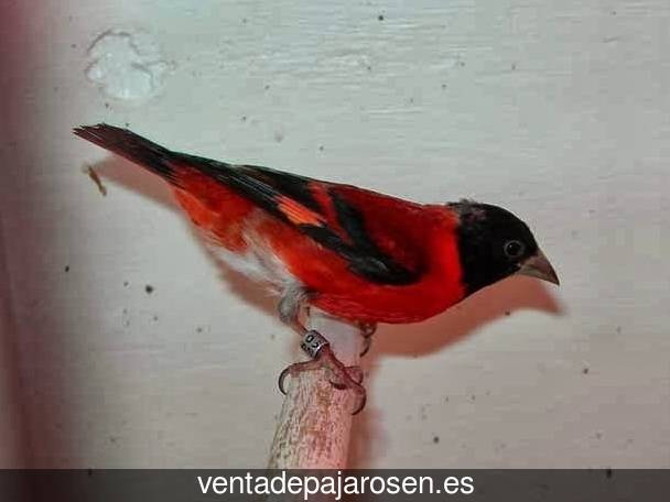 Criar pajaros en Navares de Ayuso?