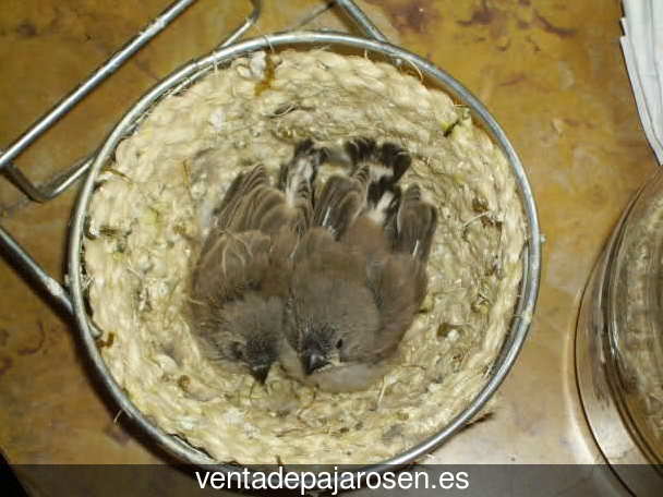 Criar pajaros en Estella - Lizarra?