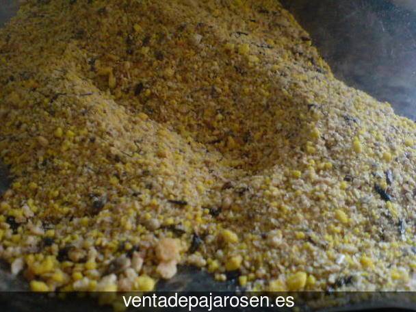 Criar canarios en Villanueva de la Condesa?