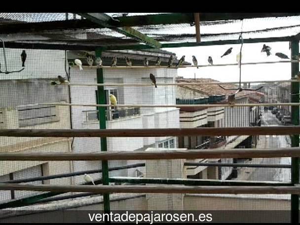 Criar pajaros en Puebla del Prior?