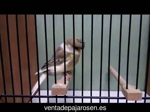 Criar pajaros en Mogán?