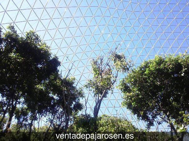 Criar pajaros en Alameda de Gardón?