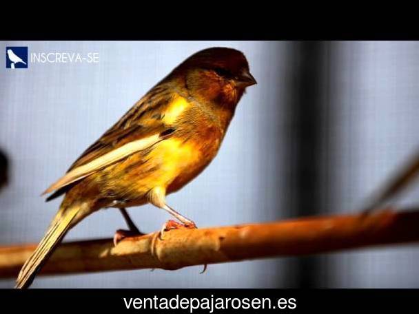 Criar pajaros en Castellnou de Seana?