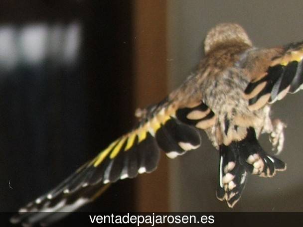 Criar pajaros en Galbarros?