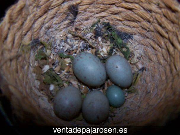 Criar canarios en Viñegra de Moraña?