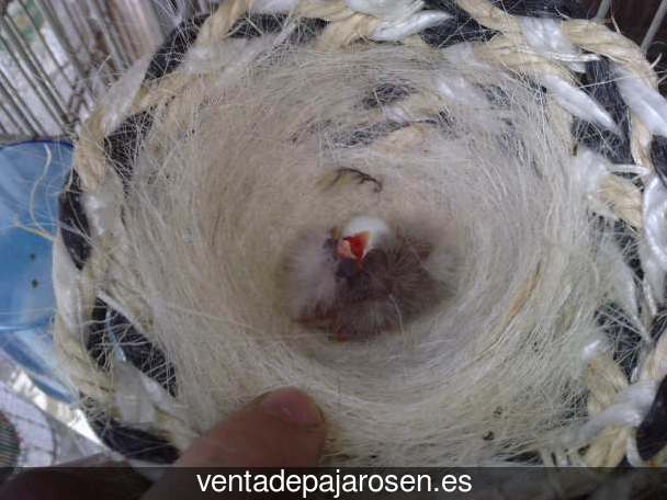 Criar pajaros en Alcuéscar?