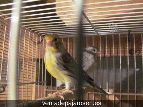 Criar pajaros en Izagre?