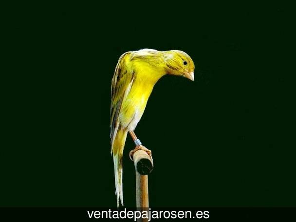 Criar pajaros en Beas de Guadix?