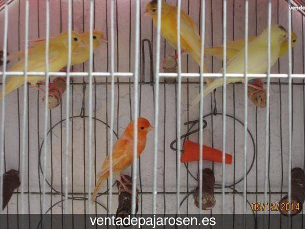 Criar pajaros en Mandayona?