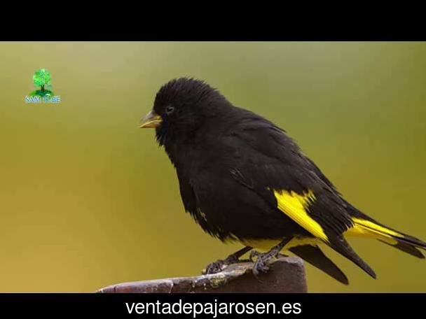 Criar pajaros en Utrillas?