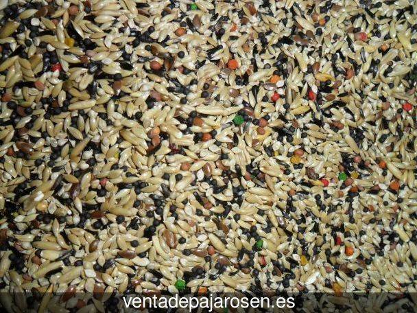 Cria de canarios en casa Castellnou de Bages?