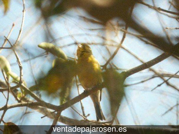 Cria de pajaros en casa Maderal?