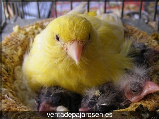 Cria de canarios en casa Peñalba?