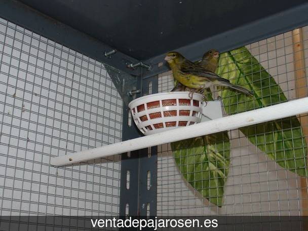 Cria de canarios en casa Yélamos de Arriba?