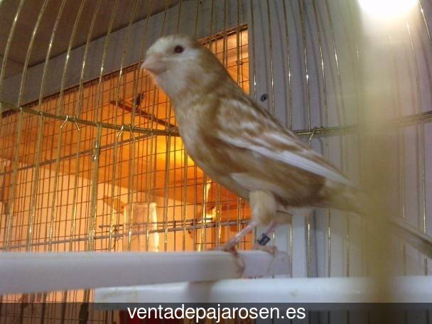 Cria de canarios en casa Villabasta de Valdavia?