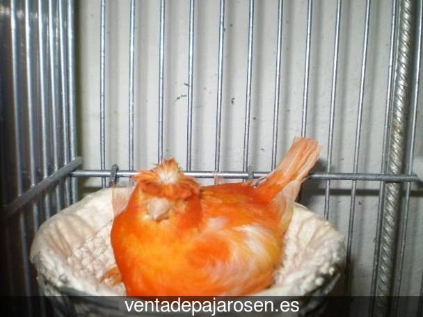 Cria de canarios en casa Perales del Puerto?