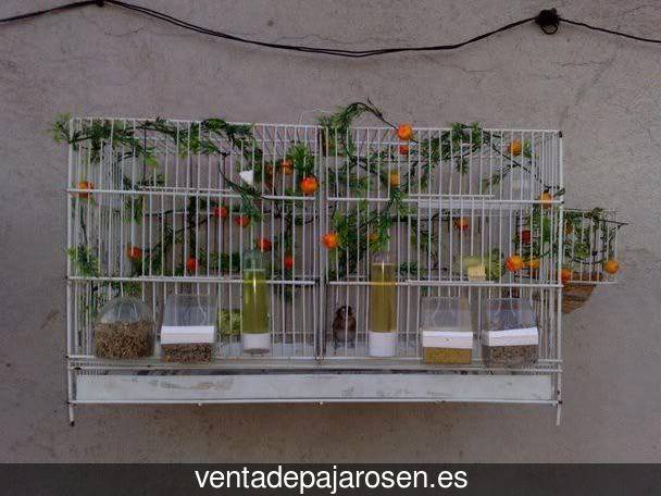Cria de canarios en casa Canillas de Aceituno?