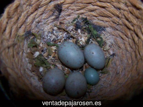 Cria de pajaros en casa Galve de Sorbe?