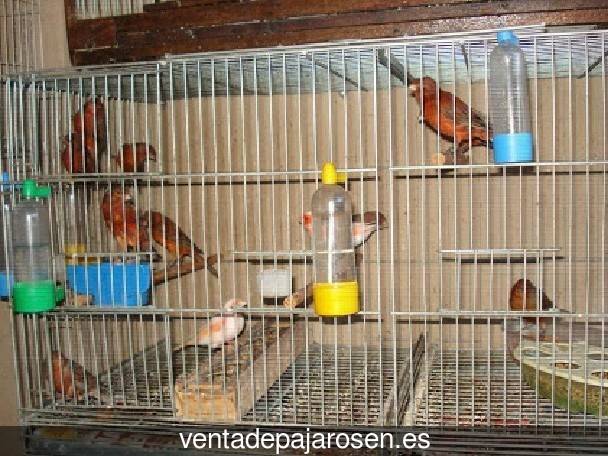 Cria de canarios en casa Alfarrasí?