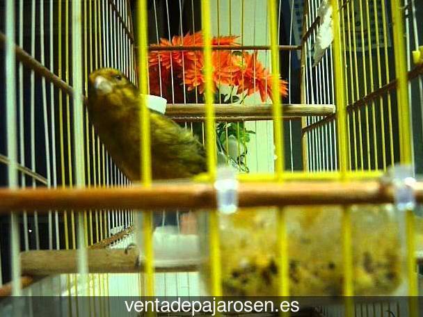 Cria de canarios en casa Valdepiélagos?