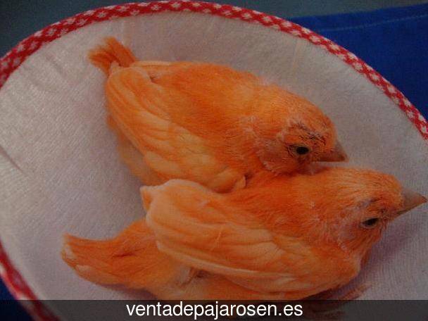 Cria de canarios en casa Soto de Cerrato?
